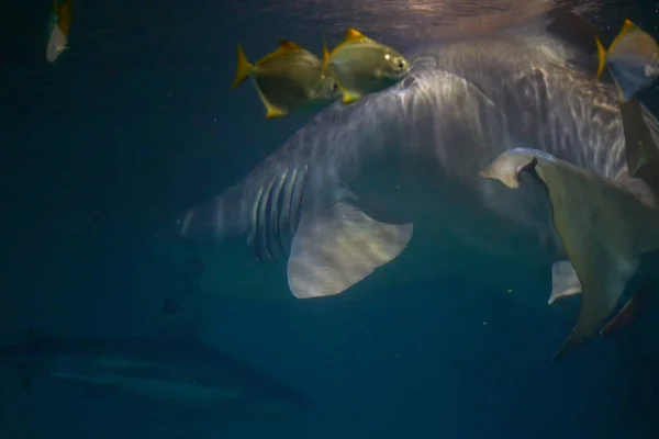 Nadar Com Tubarões Cuvier Galeocerdo Nas Águas Oceano — Fotografia de Stock