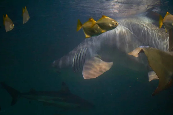 Zwemmen Met Galeocerdo Cuvier Haaien Het Oceaanwater — Stockfoto