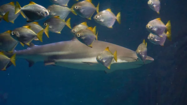 Nadar Con Tiburones Galeocerdo Cuvier Las Aguas Del Océano —  Fotos de Stock