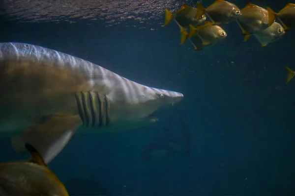 在海水中与Galeocerdo Cuvier鲨鱼一起游泳 — 图库照片