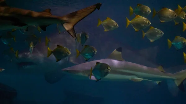Okyanus Sularında Galeocerdo Cuvier Köpekbalıklarıyla Yüzmek — Stok fotoğraf