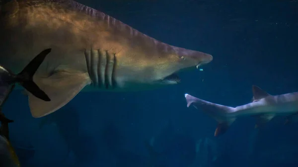 在海水中与Galeocerdo Cuvier鲨鱼一起游泳 — 图库照片