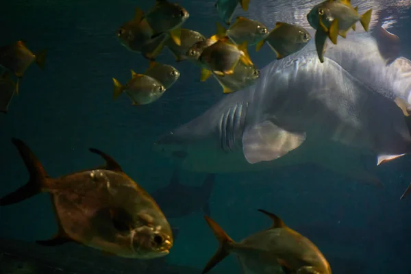 Nadar Com Tubarões Cuvier Galeocerdo Nas Águas Oceano — Fotografia de Stock