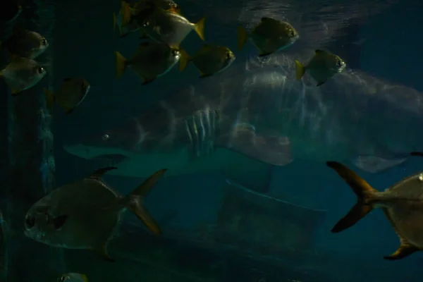 Nadar Con Tiburones Galeocerdo Cuvier Las Aguas Del Océano —  Fotos de Stock