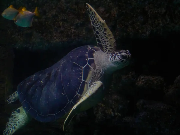 Tortuga Cheloniidae Aguas Oceánicas — Foto de Stock