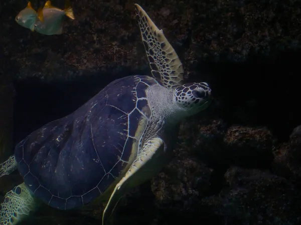 Havssköldpadda Cheloniidae Havsvatten — Stockfoto