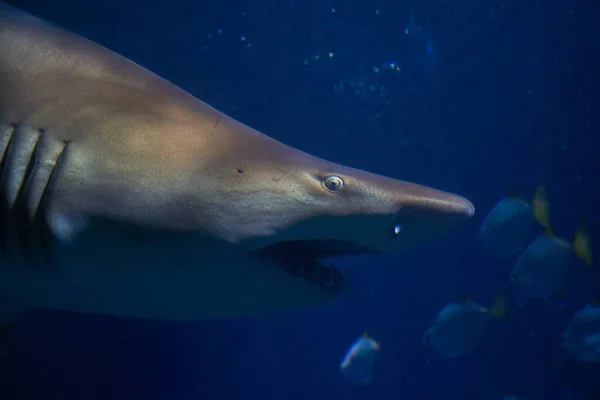 Nadar Con Tiburones Galeocerdo Cuvier Las Aguas Del Océano —  Fotos de Stock