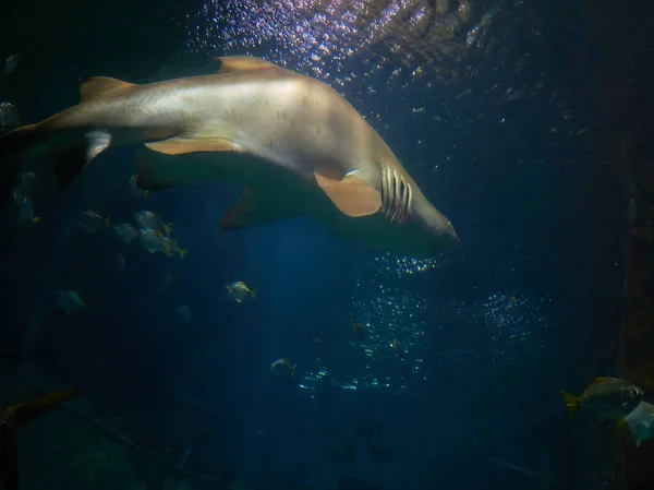 Nadar Con Tiburones Galeocerdo Cuvier Las Aguas Del Océano —  Fotos de Stock