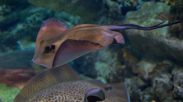 Rayas Fondo Las Aguas Del Océano — Foto de Stock