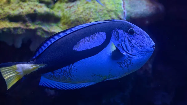 Blåfisk Med Gul Stjärt Regal Tang Havsvatten — Stockfoto