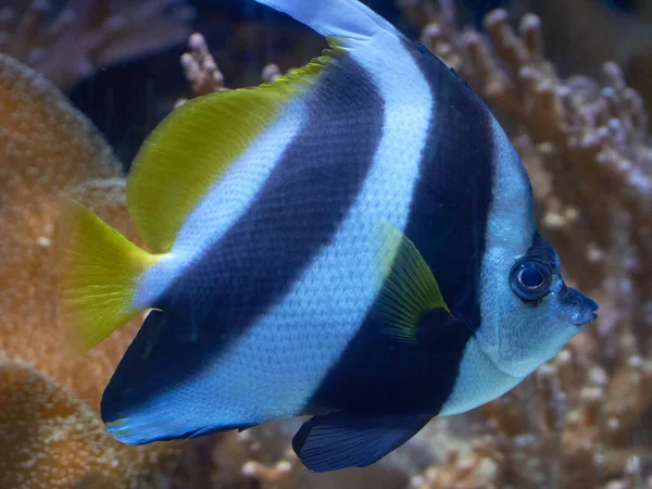 Heniochus Acuminatus Pez Rayas Triangulares Aguas Oceánicas — Foto de Stock