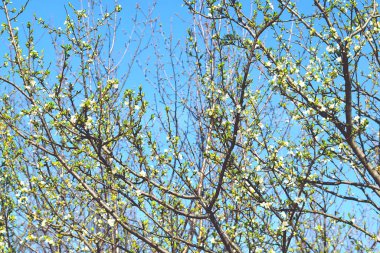 Erik ağacı dallanır beyaz çiçek