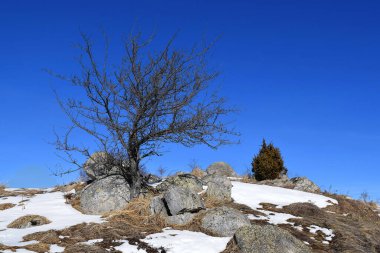 Yalnız ağaç ve kayalar ilkbaharın başlarında bir tepede