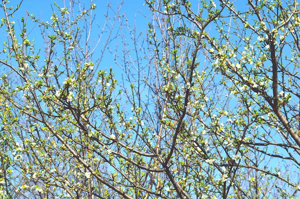 Prunier Branches Fleur Blanche — Photo