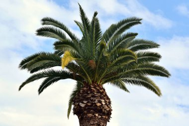 Sonbaharda mavi gökyüzüne çarpan ağaç tacı