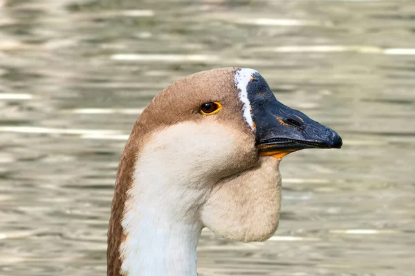 Swan Goose Head Close Pond Background — Stock Photo, Image