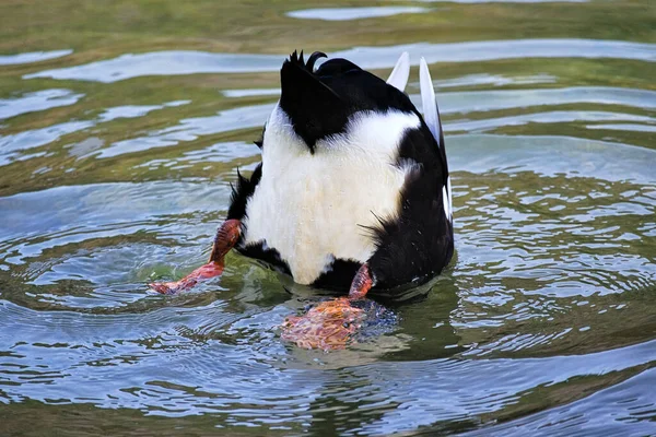 Pato Mergulho Com Cabeça Debaixo Água Baixo Para Cima — Fotografia de Stock