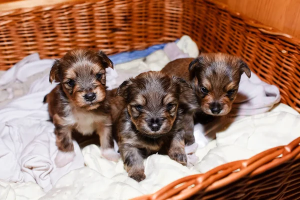 Hasır sepetin içinde yeni doğmuş yavru köpekler, portre. Üç Kahverengi Yorkshire Teriyeri yavrusu