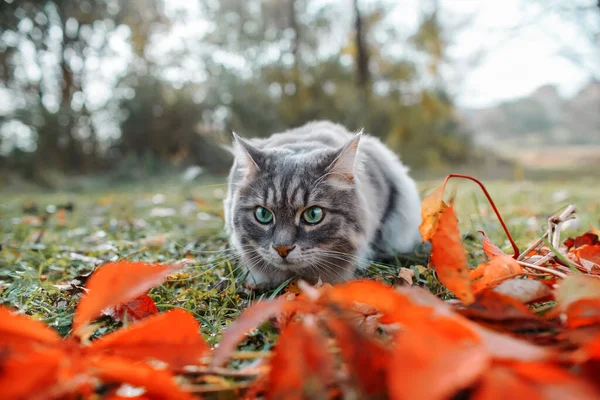 Kedi dışarıda avlanır. Yeşil gözlü, tüylü, gri bir kedinin portresi..