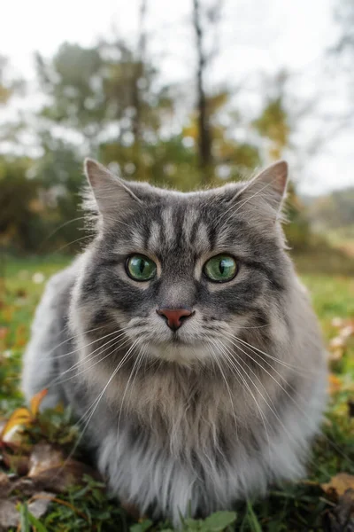猫は驚いたことに大きな目でカメラを覗き込む 緑の目をしたふわふわの灰色の猫の肖像画 垂直写真 — ストック写真