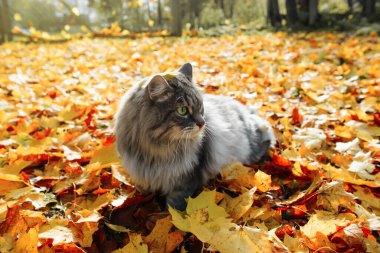 Yeşil gözlü gri tüylü kedi. Açık havada bir kedinin portresi, düşen sonbahar yaprakları