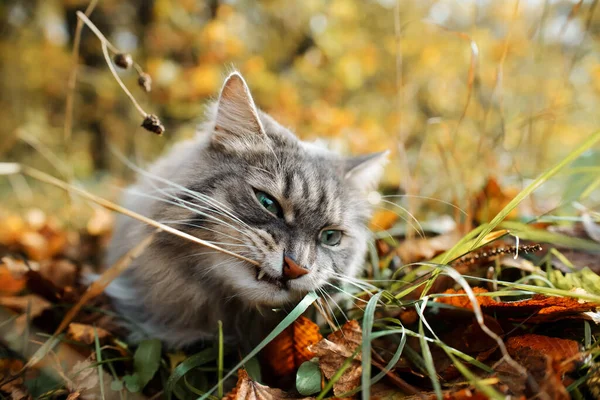 猫在秋天的森林里咬草 一只毛茸茸的灰猫的画像 绿色的眼睛 — 图库照片