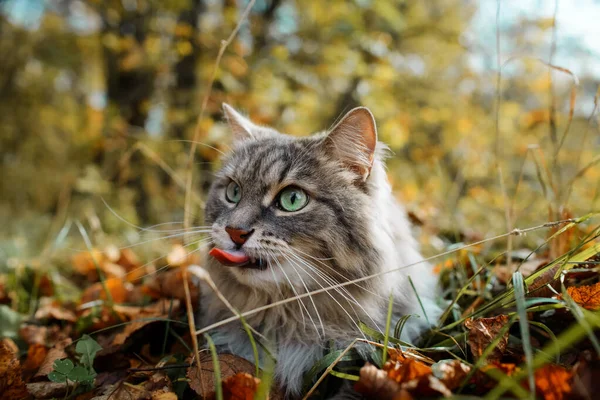 The cat shows its tongue close-up. Portrait of a fluffy, gray cat with green eyes, outdoors in the forest.