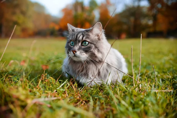 一只灰色的猫在户外的特写 一只长着绿眼睛的蓬松的猫躺在草地上 西伯利亚猫 — 图库照片