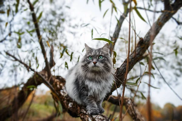 木の上に灰色の猫の肖像画 緑の目をしたふわふわの好奇心旺盛な猫 シベリア猫 — ストック写真