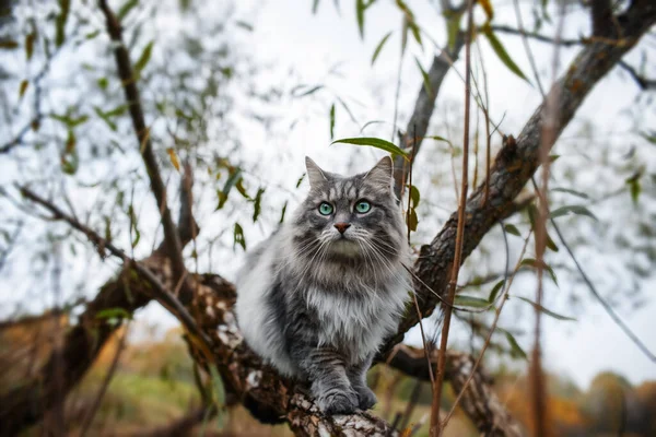 Ağaçtaki gri bir kedinin portresi. Yeşil gözlü, tüylü, meraklı bir kedi. Sibirya kedisi