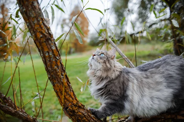 Portrait Gray Cat Tree Fluffy Cat Green Eyes Climbing Tree — Stock Photo, Image