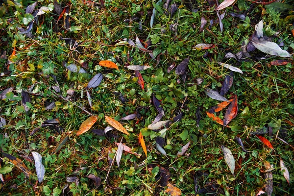 Podzimní Pozadí Barevných Listů Zeleném Trávníku Pohled Shora — Stock fotografie