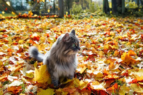 Yeşil gözlü gri tüylü kedi. Açık havada bir kedi portresi, düşen sonbahar yaprakları. Kedi yana bakıyor.