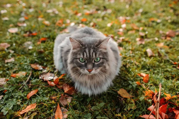 Retrato Gato Cinza Fofo Com Olhos Verdes Natureza Gato Está — Fotografia de Stock