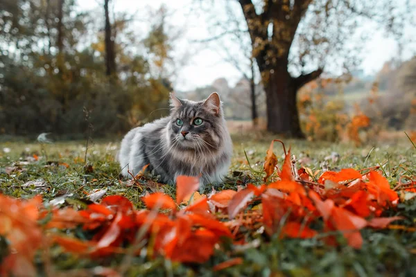 Kedi yana bakıyor ve yeşil bir çimenliğe oturuyor. Açık havada, yeşil gözlü tüylü, gri bir kedinin portresi. Sibirya cinsi