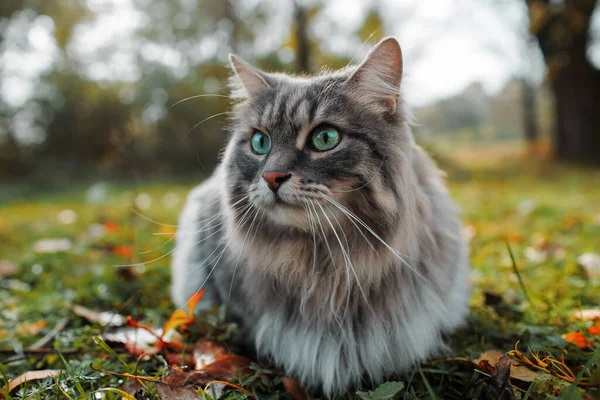 猫向旁边看去 坐在绿色的草坪上 一只毛茸茸的灰猫的画像 它有着绿色的眼睛 西伯利亚品种 — 图库照片