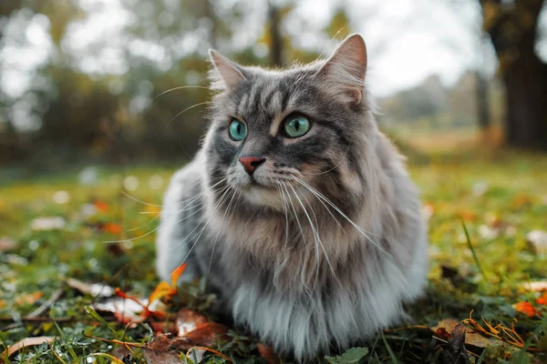Kedi yana bakar ve yeşil bir çimenliğe oturur. Yeşil gözlü tüylü gri bir kedinin portresi. Yaklaş. Sibirya cinsi