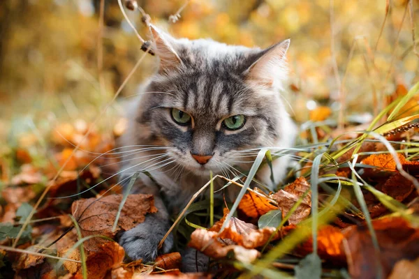 Yeşil gözlü tüylü gri bir kedinin portresi, yakın plan. Kedi düşen sonbahar yapraklarında oturuyor. Sibirya cinsi