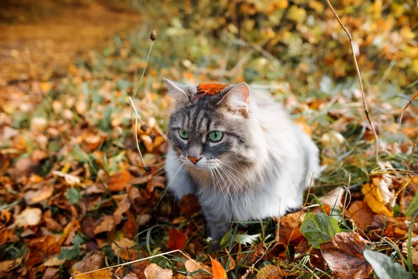 森林里一只长着绿眼睛的毛茸茸的灰猫的滑稽画像 秋天的叶子落在一只猫的头上 西伯利亚品种 — 图库照片