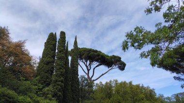       Vorontsov Park 'ın harika doğası.  
