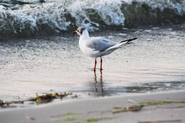 Silver Gull Fotoğrafları, Gün Doğumu