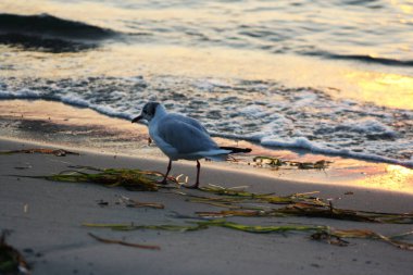 Silver Gull Fotoğrafları, Gün Doğumu