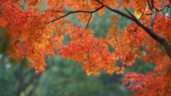 Prachtige Rode Esdoorn Bladeren Het Park Herfst — Stockfoto