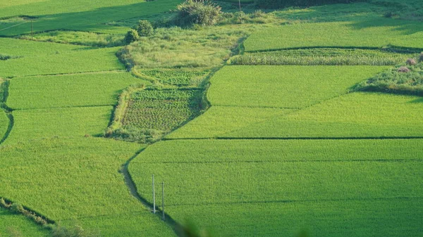 中国の田舎の美しい田んぼの夏の景色 — ストック写真