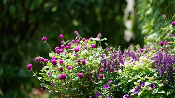 Piękny Widok Wsi Purpurowymi Kwiatami Kwitnącymi Lecie — Zdjęcie stockowe