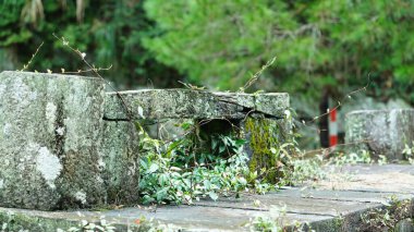 Yazın vadide açan güzel kır çiçekleri