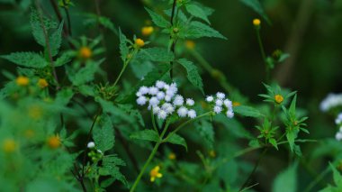 Yazın vadide açan güzel kır çiçekleri
