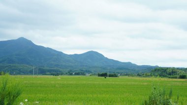 Çin kırsalında sonbaharda olgun pirinçle pirinç tarlası manzarası.
