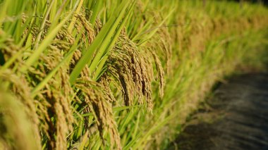 Çin kırsalında sonbaharda olgun pirinçle pirinç tarlası manzarası.