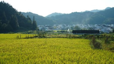 Çin kırsalında sonbaharda olgun pirinçle pirinç tarlası manzarası.